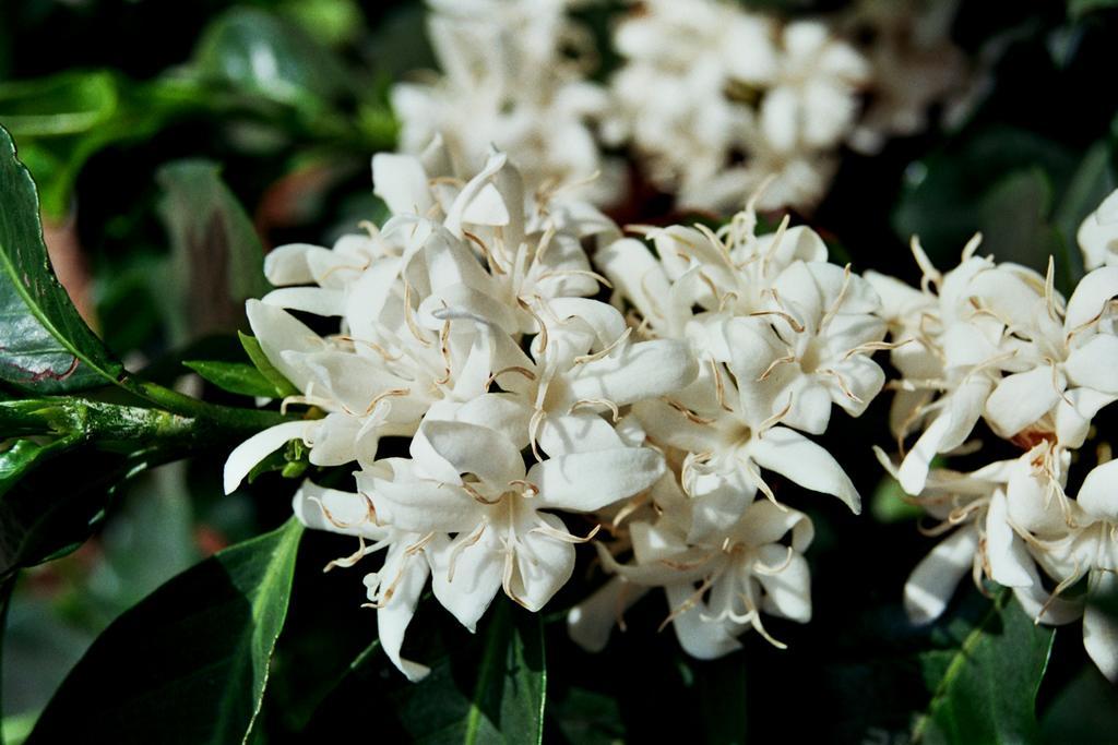 Hotel Cafezal Em Flor Turismo E Cafes Especiais Monte Alegre do Sul Exterior foto